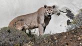 Rare sight as cougar hauls deer across Colorado 'backyard'