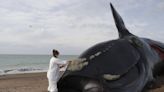 Marea roja, principal sospechosa por las 30 ballenas muertas en Argentina