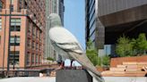 Coo! The Next High Line Plinth Commission Is a Giant Pigeon