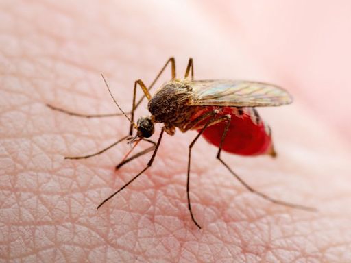 APH cautions about Zika, West Nile virus as temperatures heat up