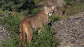 A Mountain Lion Was Shot in Alaska for the First Time in 35 Years