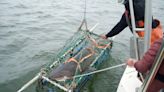 'This can't be right': Big sharks found in waters far from the open ocean