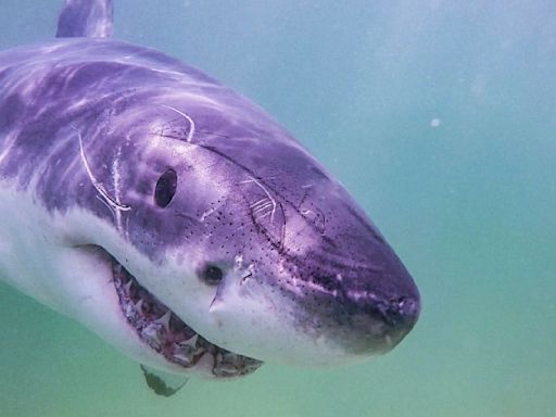 Shark Week: 'Great White North' explores possible great white shark hot spot in Nova Scotia