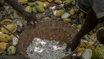 Ghana's cocoa farmers turn to smuggling as currency falls