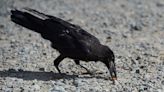 These mega-smart crows are cleaning cigarette butts off city streets — and saving millions of dollars in the process