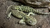 Tiger salamanders in southern Alberta? Oh my!