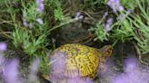 Photo Shoot: Summer serendipity, and a box turtle, found in a Cape lavender field