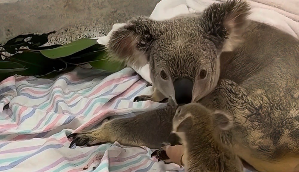 Baby koala, attacked by dog, reunites with mom in sweet video