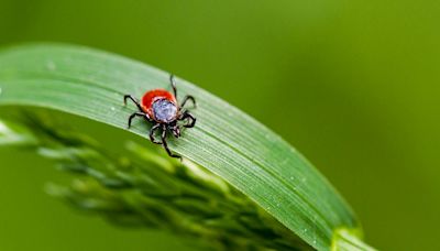 There’s a Newly-Discovered Deadly Tick-Borne Virus That Infects the Brain