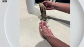 Man stopped at Miami International Airport with snakes in his pants