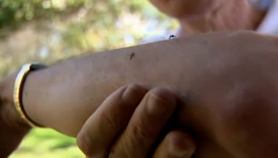 West Nile and EEE: What's the difference between the mosquito-borne viruses?