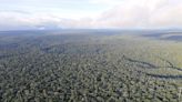 La deforestación provoca la reducción de las precipitaciones en los trópicos