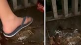 Singapore's AVS investigating incident of boy who stepped on two stingrays
