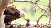 Newborn Bald Eagle Found Alone in Field Recovering at Alaskan Wildlife Rescue Center