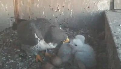 Livestream of South Bend falcon nest moves to city’s YouTube channel