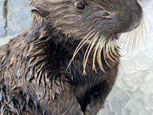 PHOTOS: Rescued baby sea otter deemed non-releasable, now at SeaWorld San Diego