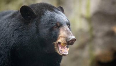 Dog killed in bear attack — NJ Top News