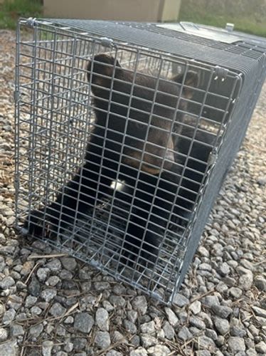 Bear Cub Rescued From Pond After Being Yanked Out Of Tree For Photos