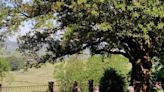 La encina de Colindres se convierte en sexto mejor árbol de Europa