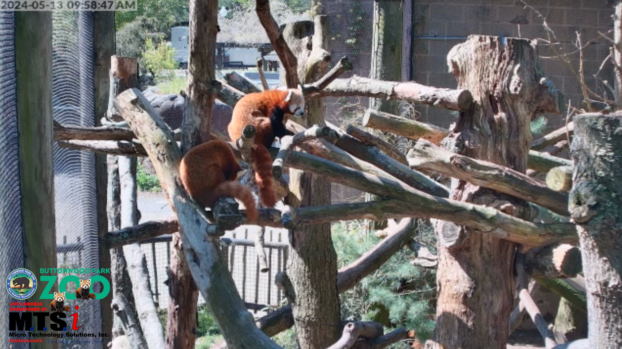 Need a little cuteness break? This New Bedford zoo might have the answer.
