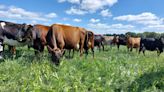 How mobile milk production has improved cow health and profit - Farmers Weekly