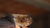Bat whisperer: Wildlife biologist explains bites, how to get rid of the flying mammals