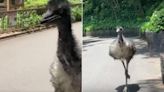 日本動物園驚見「巨鳥脫逃」 撞破柵欄後狂奔畫面曝光