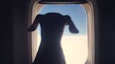How to book your dog a seat on a flight to NYC