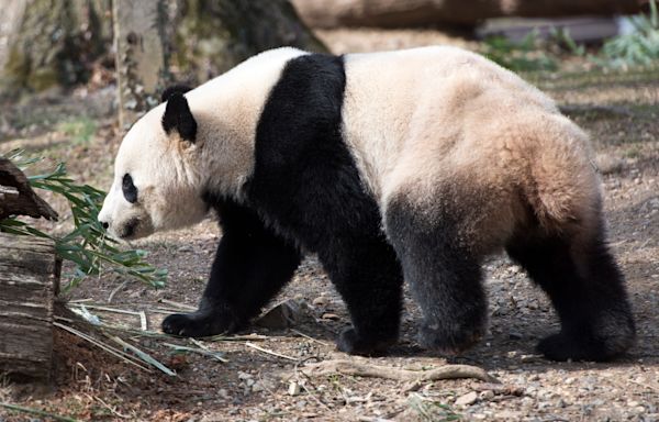 More pandas are coming to the US. This time to San Francisco, the first time since 1985