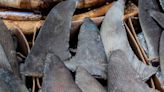 Feds Target US Companies Caught In Lucrative Shark Fin Trade