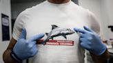 ‘Jaws’ portrayed sharks as monsters 50 years ago, but it also inspired a generation of shark scientists