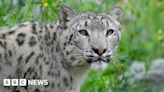 Banham Zoo snow leopard 'finding her feet' following transfer
