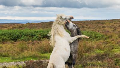 Stunning photographs capture brutal fight between two Long Mynd wild ponies