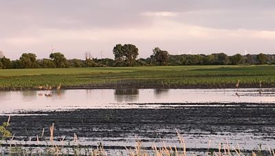 Wisconsin farmers face profitability challenges with wet weather and soggy field conditions