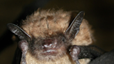 Women sue Airbnb over ‘house of horrors’ vacation home infested with bats
