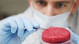 Cuáles son los mitos y los peligros detrás del negocio de la carne cultivada en laboratorio