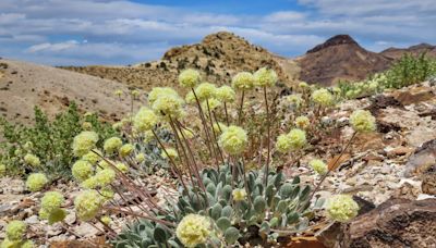 BLM: Endangered wildflower faces further damage from Esmeralda Co. mine