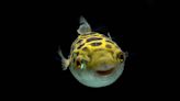 Pufferfish Gets Excited to See Mom Just Like a Dog or Cat