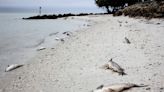 Florida visitors discovering unpleasant surprise at beaches — red tide. What is it?