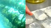 Earthshot Prize-winner's solution for plastic problem? Seaweed