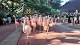 Hundreds form human wall to guide flamingos to their new Houston Zoo exhibit