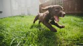 Dog Zoomies: Vets Explain What Makes Your Pup Go Absolutely Bonkers