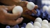 Laid-off: Former Tyson Foods chicken farmers face high costs switching to eggs