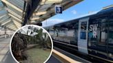 Train delays due to fallen tree