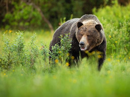 A 72-year-old was alone picking huckleberries in a Montana forest. Then, a grizzly bear attacked him - East Idaho News