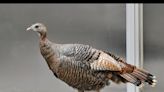 Birdwatchers track wild turkey’s adventure across NYC