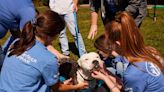 Free Pet Adoptions In 15 Cities This Weekend To Honor 15th Annual Pet Adoption Event