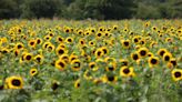 Rocketing demand for Ukraine’s national flower the sunflower – supermarket