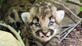 Mountain lion gives birth to all-female litter of kittens in wilderness near LA