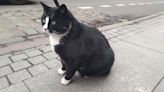 This Polish city’s top-rated tourist attraction was a street cat until he was rehomed